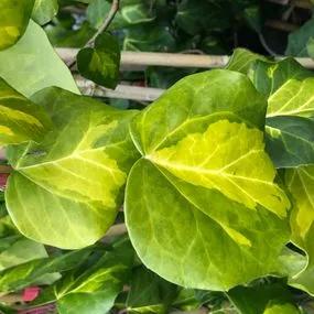 Sulphur Heart Persian Ivy Plants (Hedera colchica Sulphur Heart - Paddys Pride) 2